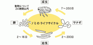 なんでこうなるの？腰痛