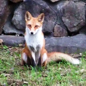 調査用カメラにキツネ発見