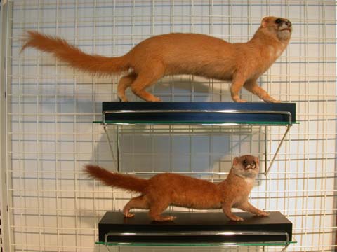 イタチについて - 日東防疫 広島｜イタチ、コウモリ、ムカデ、ハト