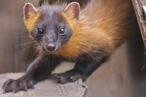 japanese_marten1