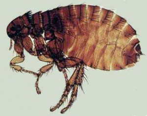 cflea