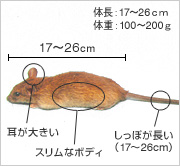 ネズミのお勉強 その１