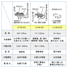 ネズミ駆除での戦い