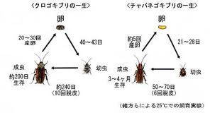 害虫駆除