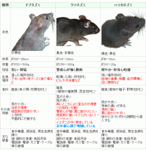 ネズミ君について