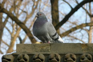 Rock_Pigeon_Columba_livia_3264px[1]