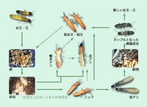 シロアリさんについて