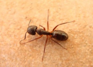 ant2[1]