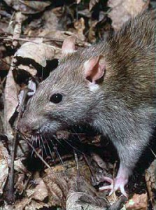 Rattus_norvegicus_1[1]