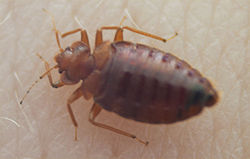 250px-Bedbug004[1]