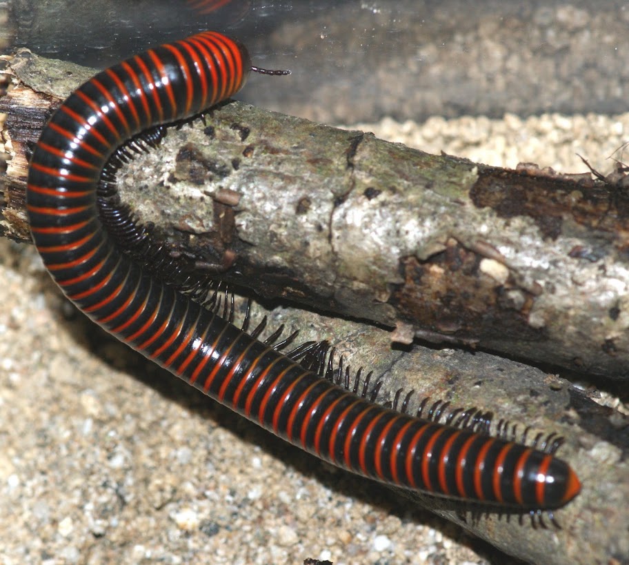 ヤスデの生態 日東防疫 広島 イタチ コウモリ ムカデ ハト ネズミ対策や害虫駆除日東防疫 広島 イタチ コウモリ ムカデ ハト ネズミ対策や害虫 駆除