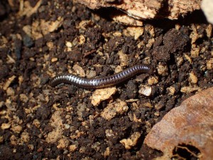 ムカデとヤスデは違う生き物