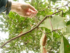 昆虫について