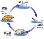 ノミの繁殖力