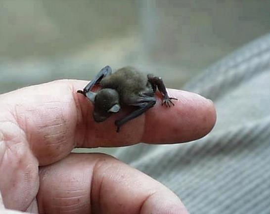 世界のコウモリ その3 日東防疫 広島 イタチ コウモリ ムカデ ハト ネズミ対策や害虫駆除日東防疫 広島 イタチ コウモリ ムカデ ハト ネズミ対策や害虫駆除