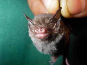 chauve-souris-528x396