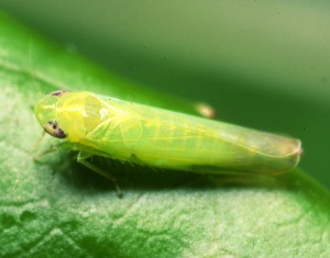 小さくても危険な害虫！ヨコバイ