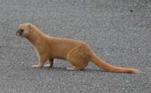 チョウセン　イタチ　形態