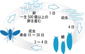 ショウジョウバエ　生態