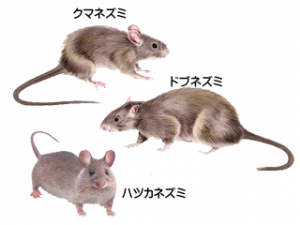 ネズミや昆虫などの被害