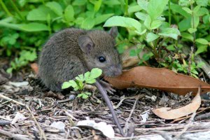 チョウセン　イタチ　対策