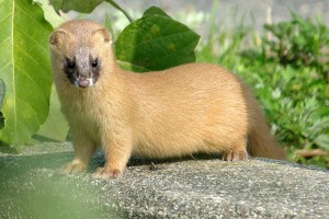 チョウセン　イタチ　対策