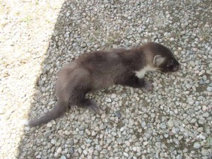 チョウセン　イタチ　生態　