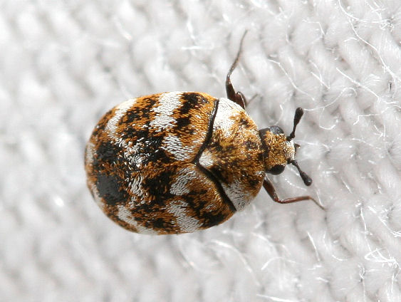 カツオブシムシ よく発生しています 日東防疫 広島 イタチ コウモリ ムカデ ハト ネズミ対策や害虫駆除日東防疫 広島 イタチ コウモリ ムカデ ハト ネズミ対策や害虫駆除