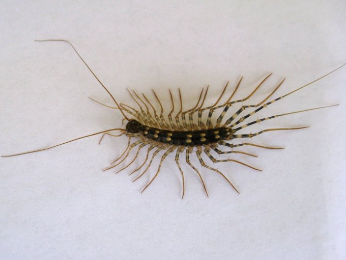 ゲジゲジはどんなところにいるの 日東防疫 広島 イタチ コウモリ ムカデ ハト ネズミ対策や害虫駆除日東防疫 広島 イタチ コウモリ ムカデ ハト ネズミ対策や害虫駆除