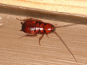 クロゴキブリの幼虫 日東防疫 広島 イタチ コウモリ ムカデ ハト ネズミ対策や害虫駆除日東防疫 広島 イタチ コウモリ ムカデ ハト ネズミ対策や害虫駆除