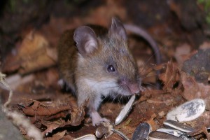 野ネズミの訪問