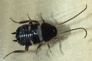 クロゴキブリの幼虫 日東防疫 広島 イタチ コウモリ ムカデ ハト ネズミ対策や害虫駆除日東防疫 広島 イタチ コウモリ ムカデ ハト ネズミ対策や害虫駆除