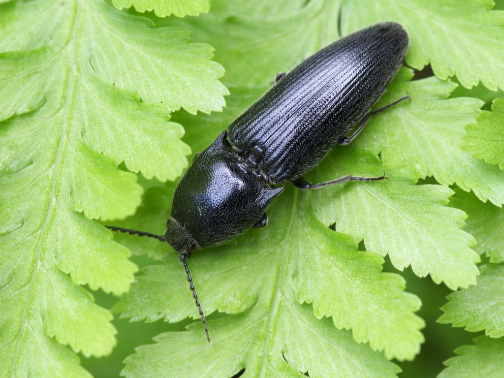 面白い動作の虫 日東防疫 広島 イタチ コウモリ ムカデ ハト ネズミ対策や害虫駆除日東防疫 広島 イタチ コウモリ ムカデ ハト ネズミ対策や害虫駆除
