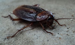 barata-cucaracha-cockroach