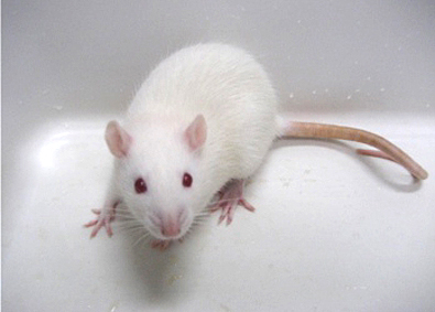 ラットマウス様 ラットマウス様 まとめ売り専用 ラットマウス様 まとめ