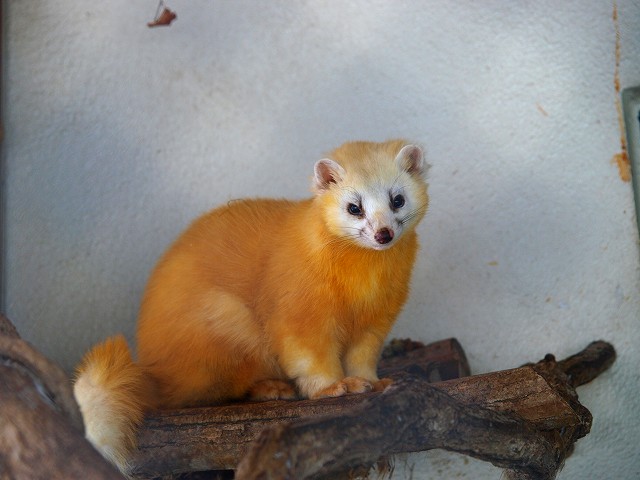 かわいくても有害獣 日東防疫 広島 イタチ コウモリ ムカデ ハト ネズミ対策や害虫駆除日東防疫 広島 イタチ コウモリ ムカデ ハト ネズミ対策や害虫駆除