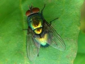 ハエ 名前の由来 日東防疫 広島 イタチ コウモリ ムカデ ハト ネズミ対策や害虫駆除日東防疫 広島 イタチ コウモリ ムカデ ハト ネズミ対策や害虫駆除