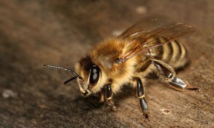 ミツバチの被害　住み着き