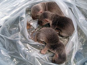 天井裏での出産 子育て 日東防疫 広島 イタチ コウモリ ムカデ ハト ネズミ対策や害虫駆除日東防疫 広島 イタチ コウモリ ムカデ ハト ネズミ対策や害虫駆除