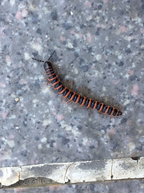 雨に強い女 と雨に弱い虫 日東防疫 広島 イタチ コウモリ ムカデ ハト ネズミ対策や害虫駆除日東防疫 広島 イタチ コウモリ ムカデ ハト ネズミ対策や害虫駆除