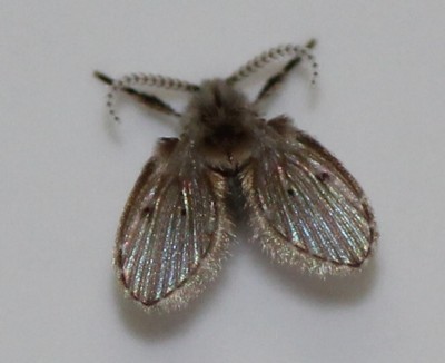 Search results showing rheumatology doctor listings on a laptop screen