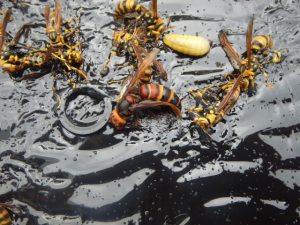 アシナガバチの駆除中に