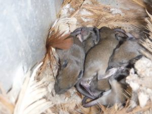 ネズミの繁殖力