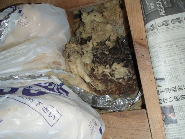 イタチページ イタチ ①: 西濃自然観察