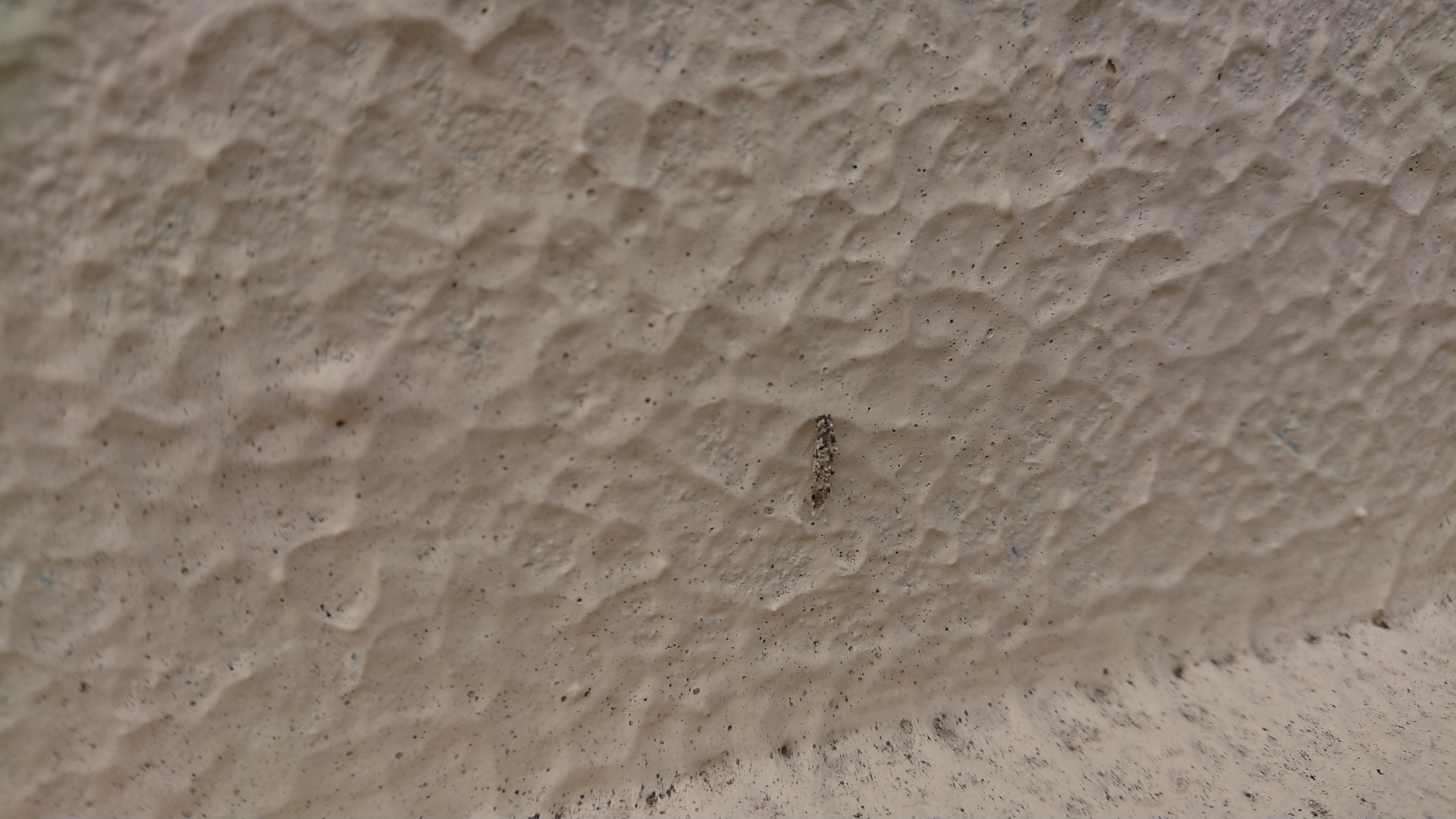 コウモリとネズミとヤモリの糞の違い 日東防疫 広島 イタチ コウモリ ムカデ ハト ネズミ対策や害虫駆除日東防疫 広島 イタチ コウモリ ムカデ ハト ネズミ対策や害虫駆除