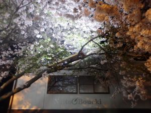 大分本社で夜桜を。