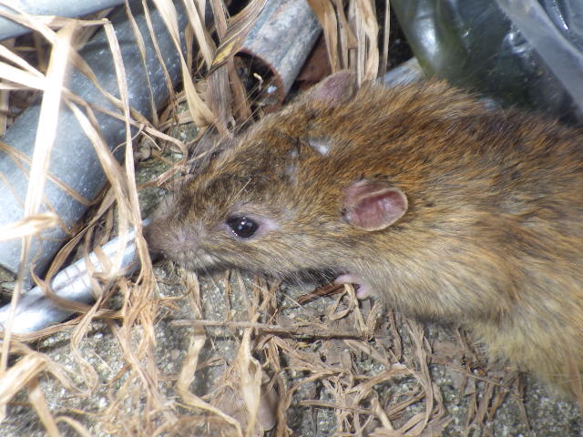 ネズミってどんな動物？