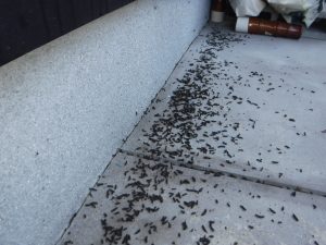 お家の周りに黒い粒 コウモリかも アブラコウモリ 日東防疫 広島 イタチ コウモリ ムカデ ハト ネズミ対策や害虫駆除日東防疫 広島 イタチ コウモリ ムカデ ハト ネズミ対策や害虫駆除