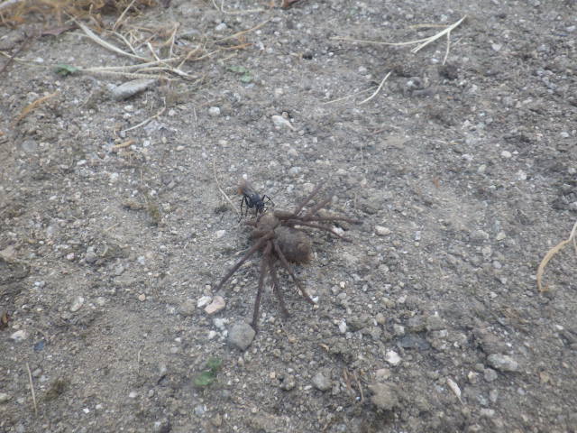 アシダカグモをくわえて 日東防疫 広島 イタチ コウモリ ムカデ ハト ネズミ対策や害虫駆除日東防疫 広島 イタチ コウモリ ムカデ ハト ネズミ対策や害虫駆除 アシダカグモをくわえて 日東防疫 広島 イタチ コウモリ ムカデ ハト ネズミ対策や害虫駆除日東防疫 広島 イタチ コウモリ ムカデ ハト ネズミ対策や害虫駆除