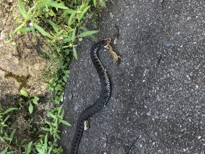 イタチ テン ハクビシン 日東防疫 広島 イタチ コウモリ ムカデ ハト ネズミ対策や害虫駆除日東防疫 広島 イタチ コウモリ ムカデ ハト ネズミ対策や害虫駆除